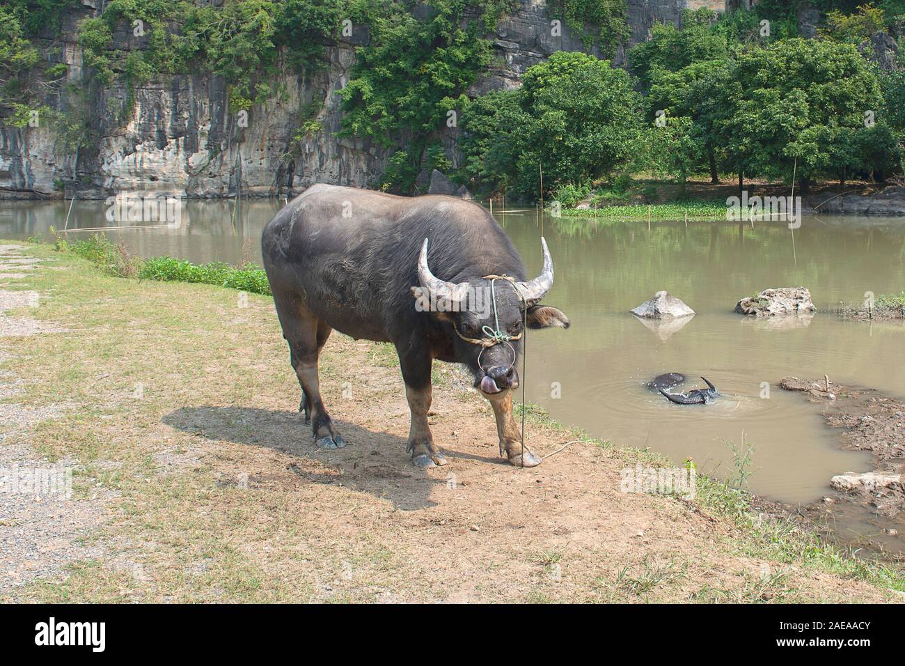 Bufalo d'acqua stacca la lingua e un'altra immersione nello stagno, vicino a Ninh Binh, Vietnam Foto Stock
