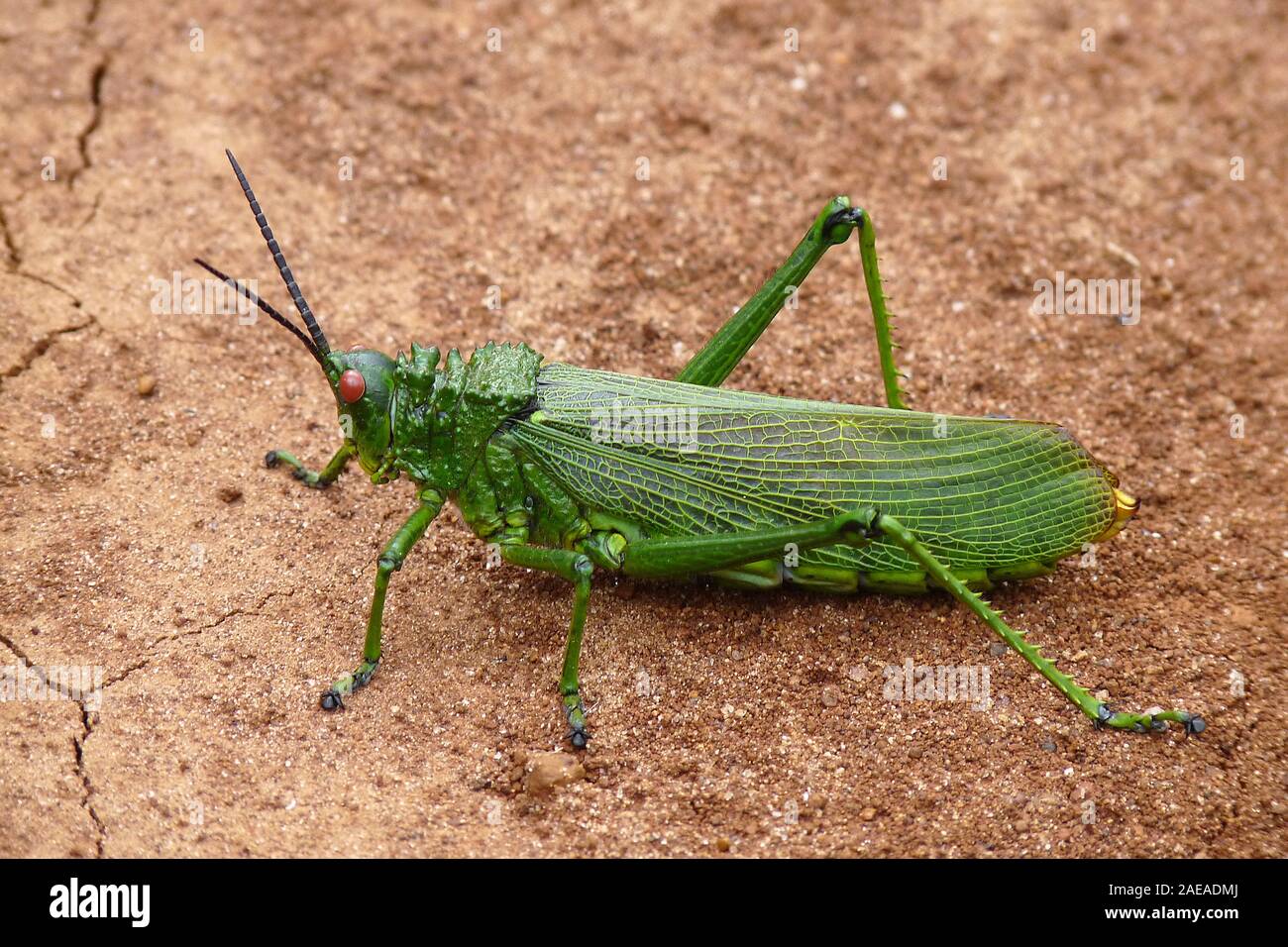 Kenia - Grashopper - Heuschrecke Foto Stock