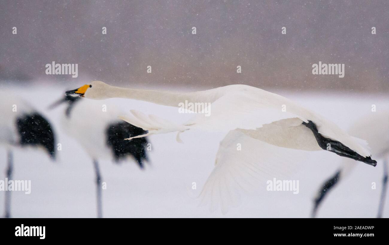 Whooper cigni a Kushiro Hokkaido in Giappone Foto Stock