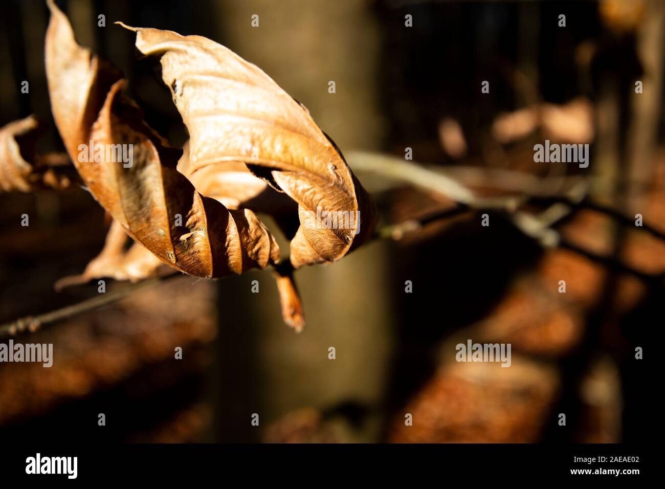 Rosolare le foglie di autunno su albero nella foresta con profondità di campo Foto Stock