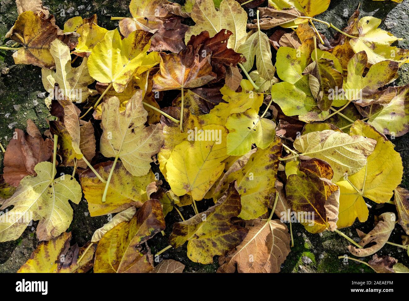 Multicolore stagione autunno lascia sul terreno irregolare composizione texture pattern Foto Stock