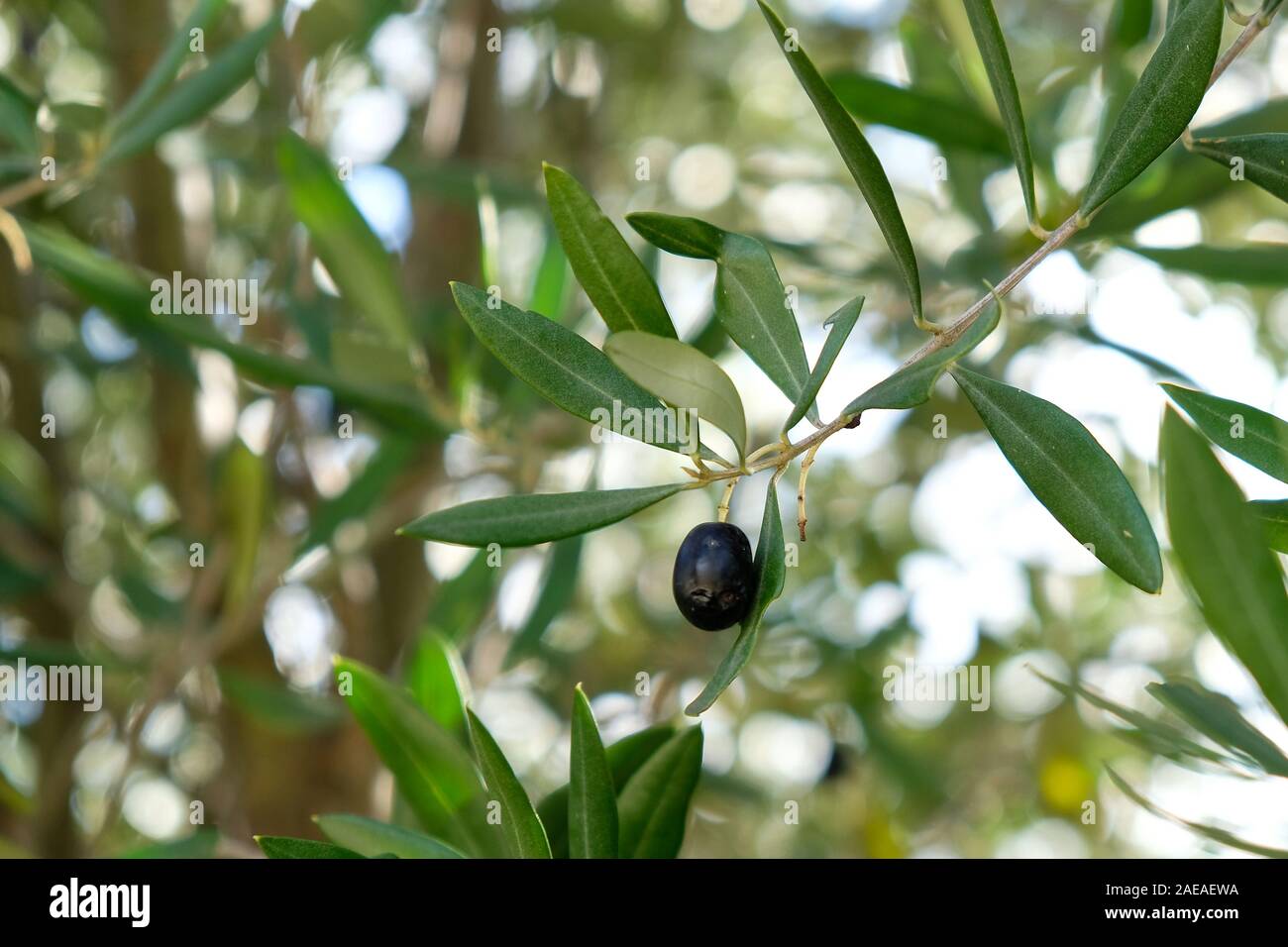 Stagionale tradizionale nero oliva italiano lascia il fogliame, blur sullo sfondo Foto Stock