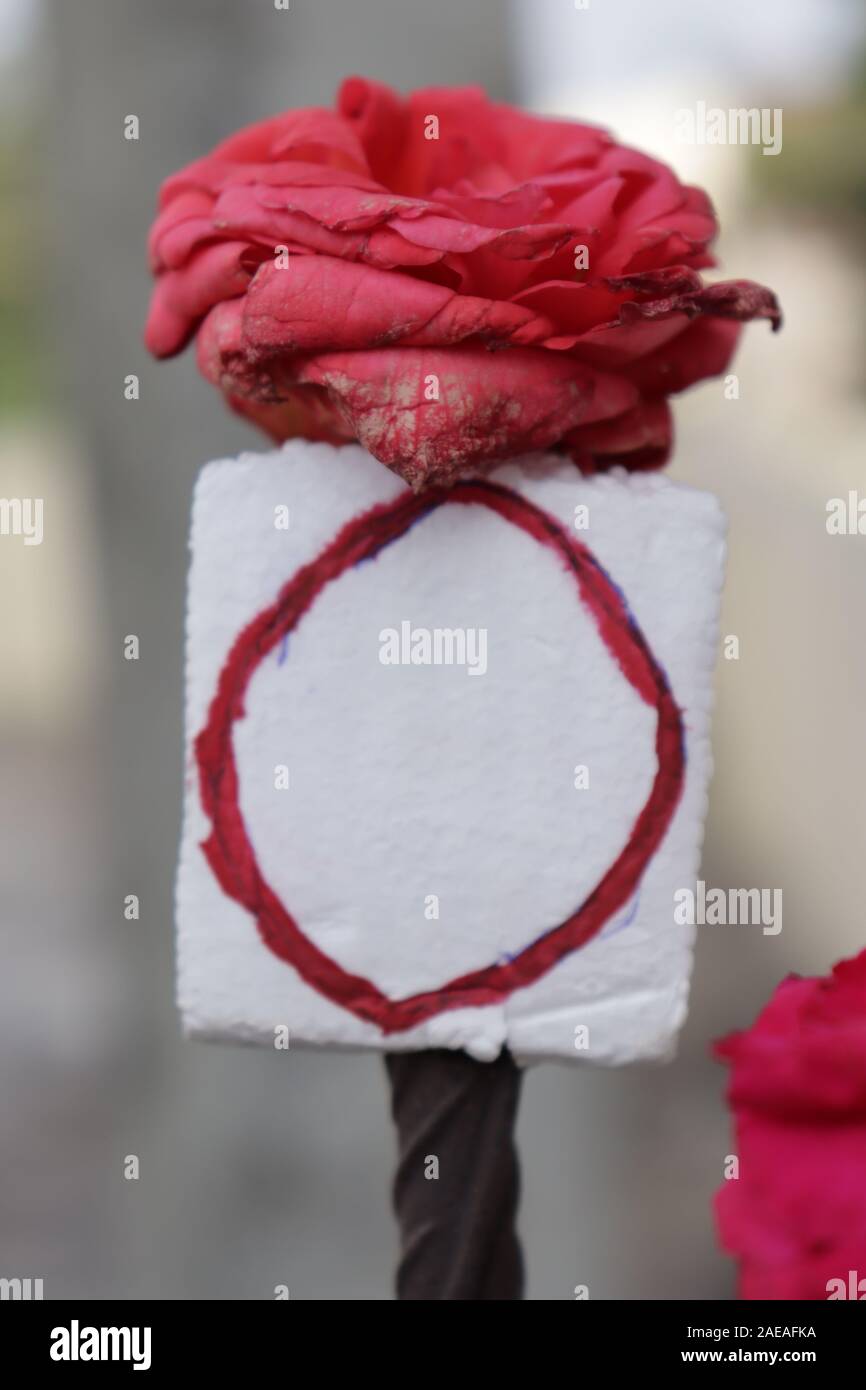 Crea simbolo zero thermocol con fiore rosa su sfondo grigio Foto Stock