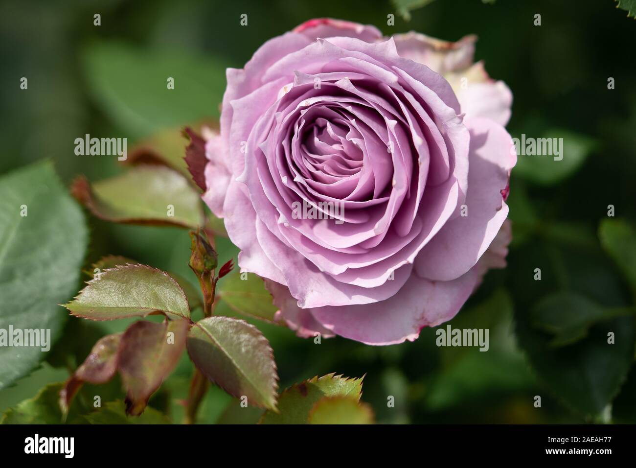 Besondere Rosenzüchtungen a Parkanlage Foto Stock