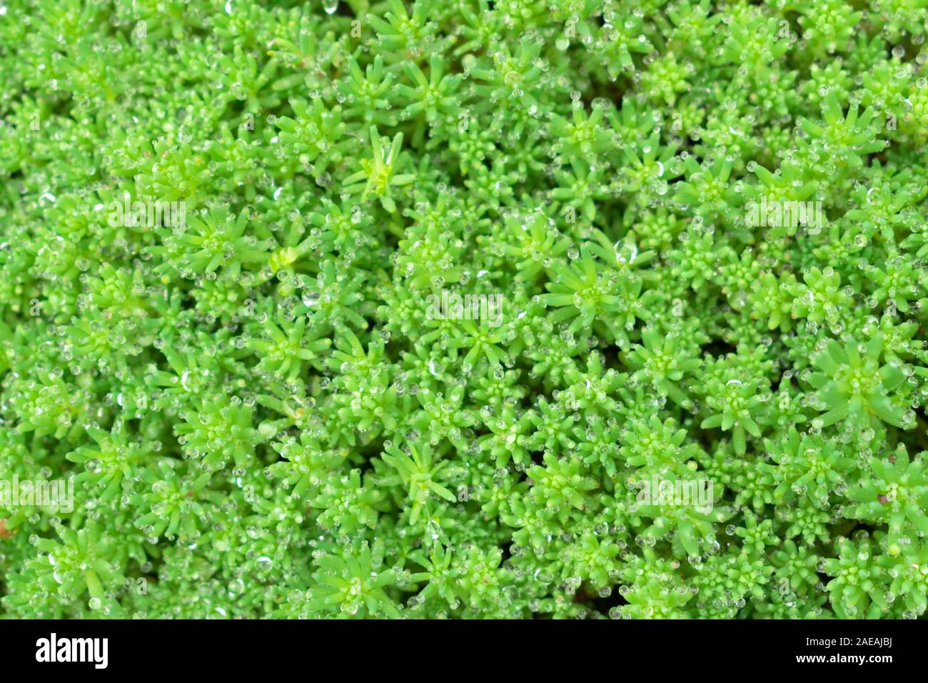 Naturale di erba verde dello sfondo con gocce di rugiada. Foto Stock