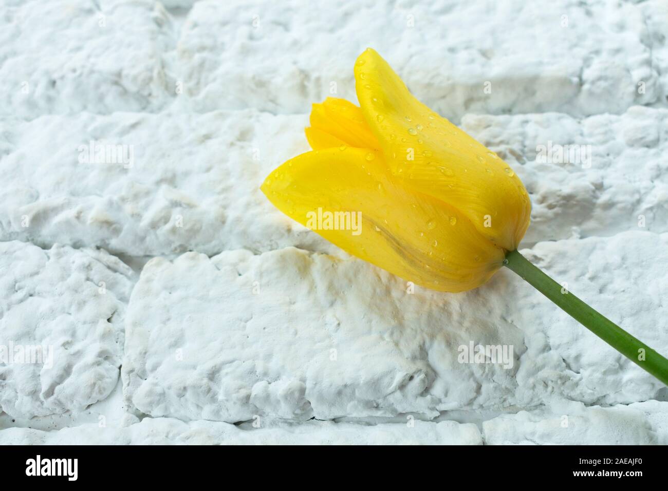 Un tulipano giallo su un muro bianco sullo sfondo. Copia dello spazio. Foto Stock
