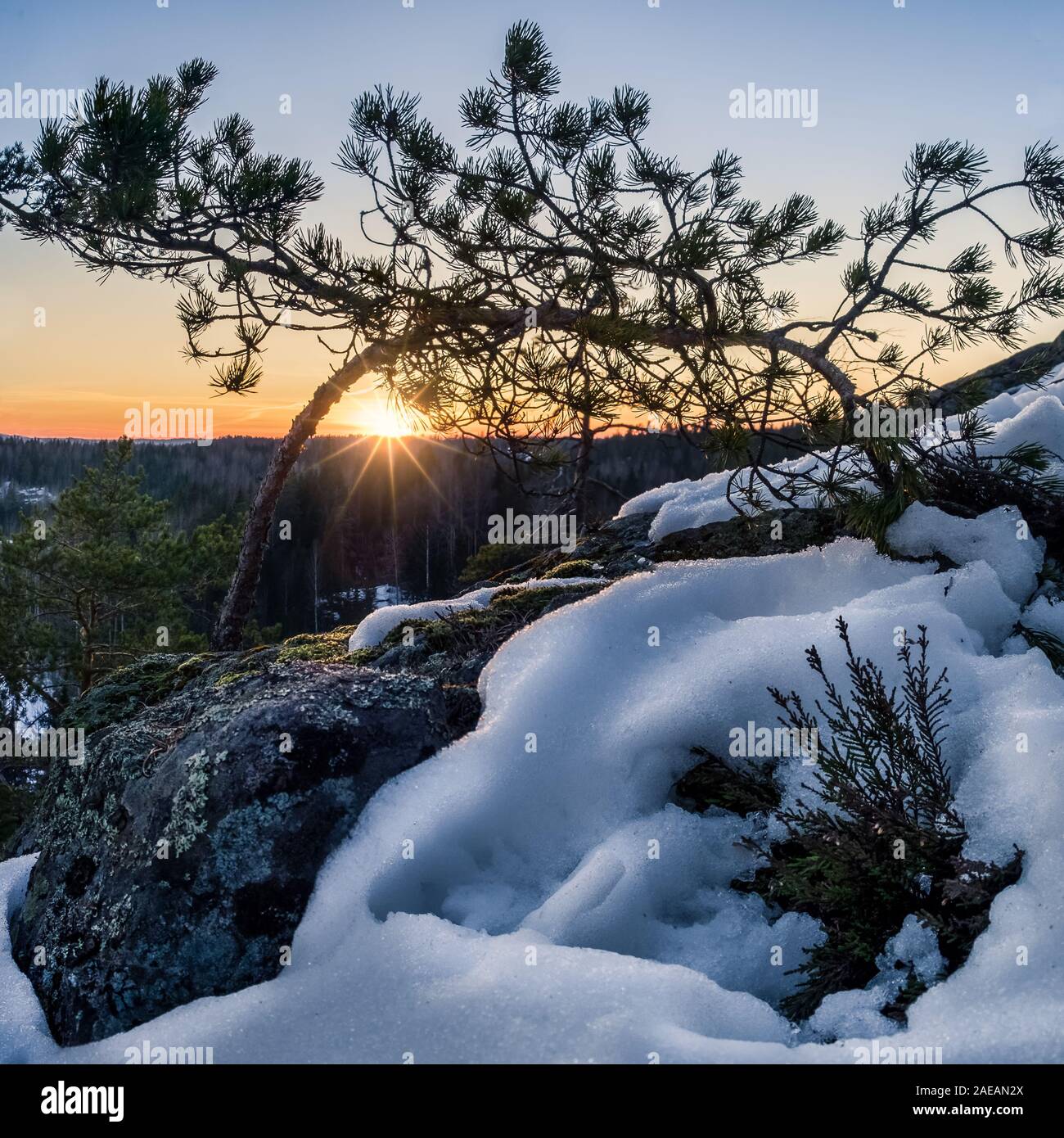Luce solare panoramico paesaggio con albero di pino e fusa neve a sera primaverile in Finlandia Foto Stock