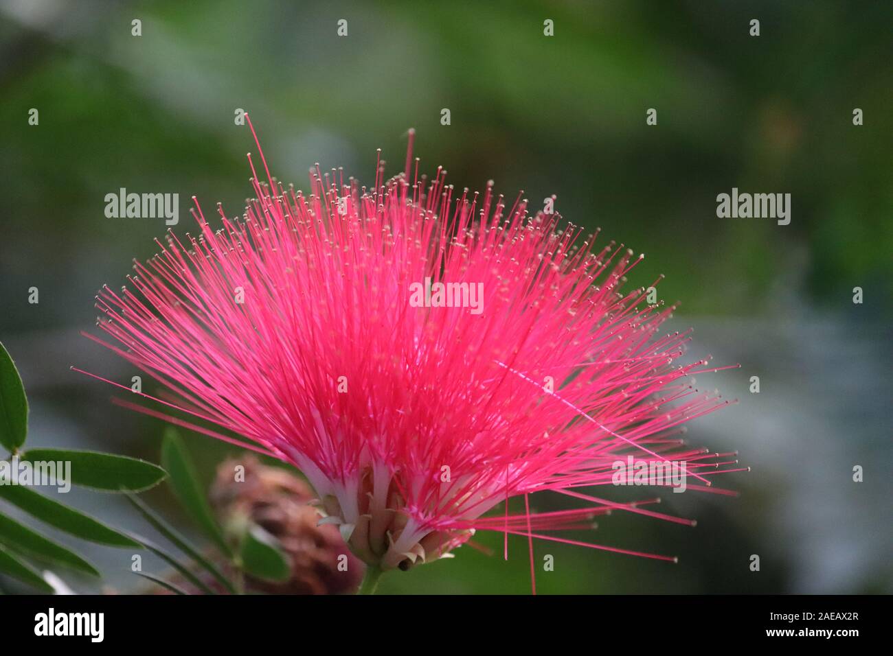 Albero di Mimosa fiore o powderpuff fiore , Calliandra Surinamensis, famiglia Mimosaceae, rosa polvere puff, Suriname stickpea, Suriname powderpuff Foto Stock