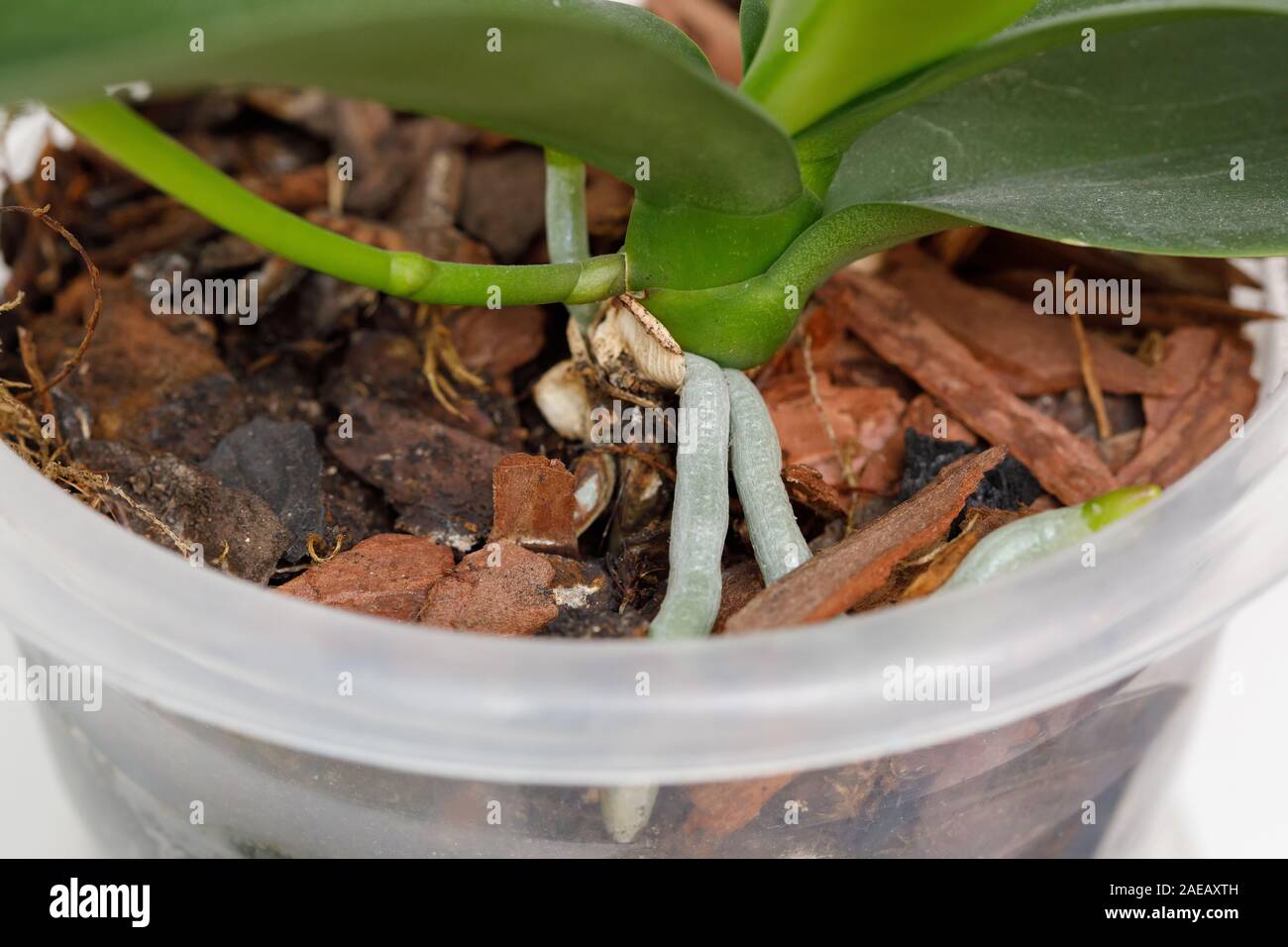 Verde di radici e foglie di orchidea su terra nel vaso, primo piano Foto  stock - Alamy