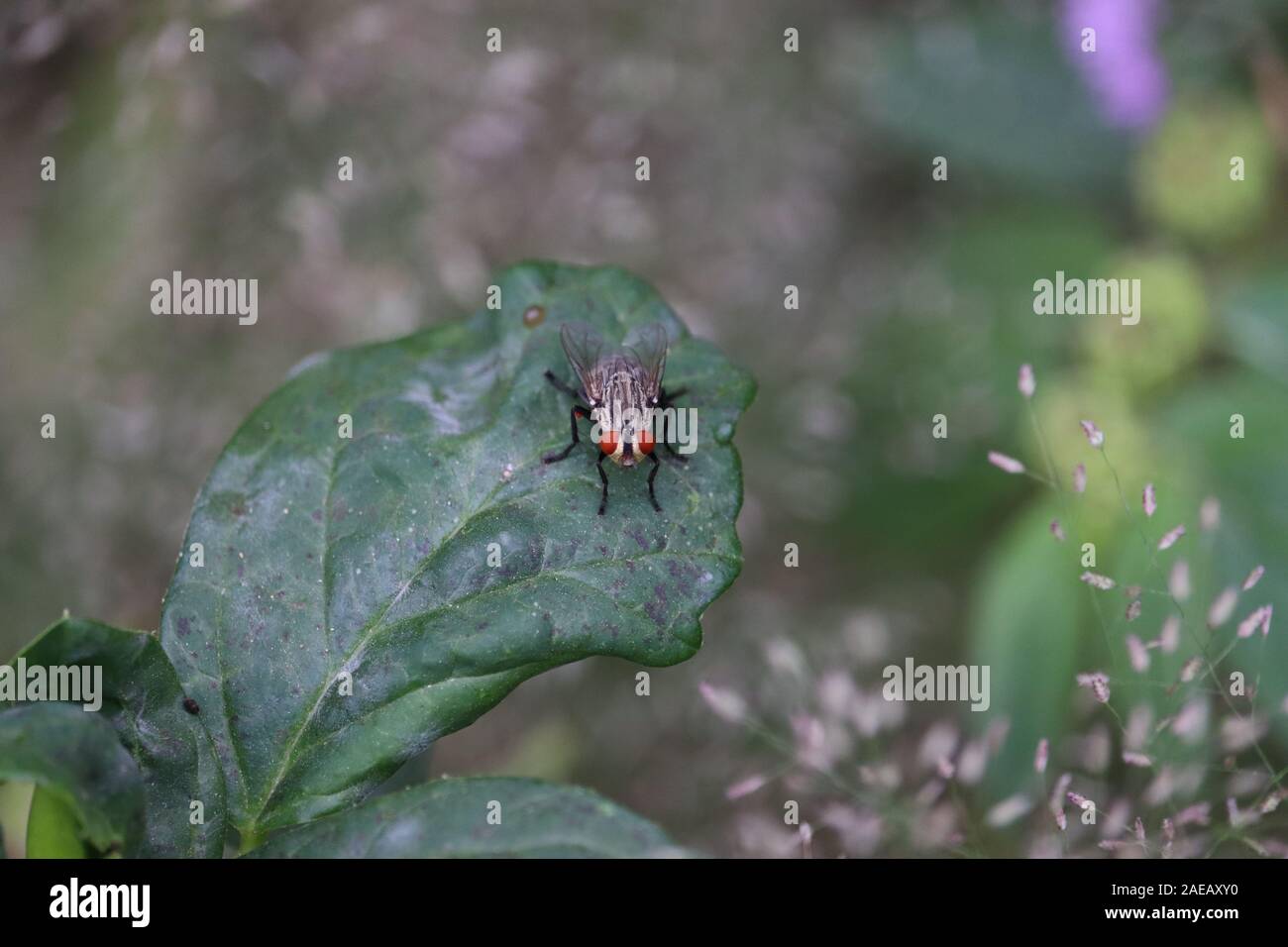 Primo piano di una mosca su una foglia verde.Bee in appoggio sulla lamina. Macro Foto Stock