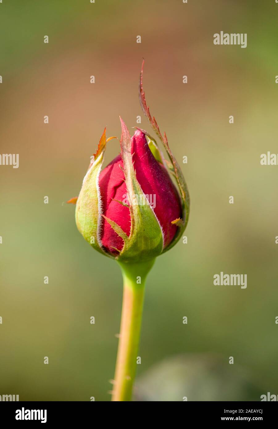 Bellissima Foto di Red Rose boccioli di fiori Foto Stock