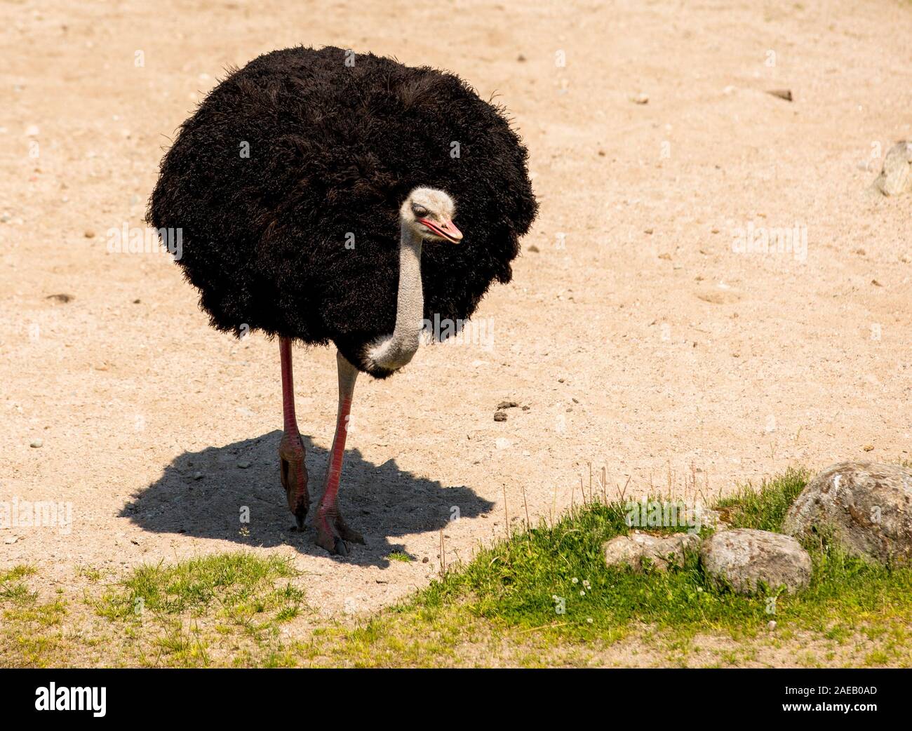 Comune, struzzo Struthio camelus, grande uccello maschio camminando verso la telecamera Foto Stock