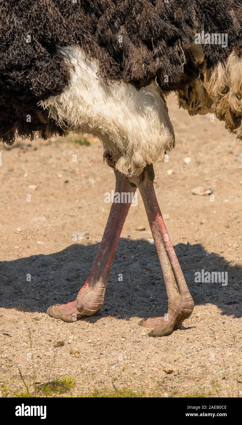Piedi del Comune, struzzo Struthio camelus, passeggiate all'aperto in sabbia Foto Stock