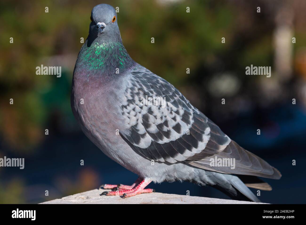 Columba livia, comune europeo di uccelli nativi. Foto Stock