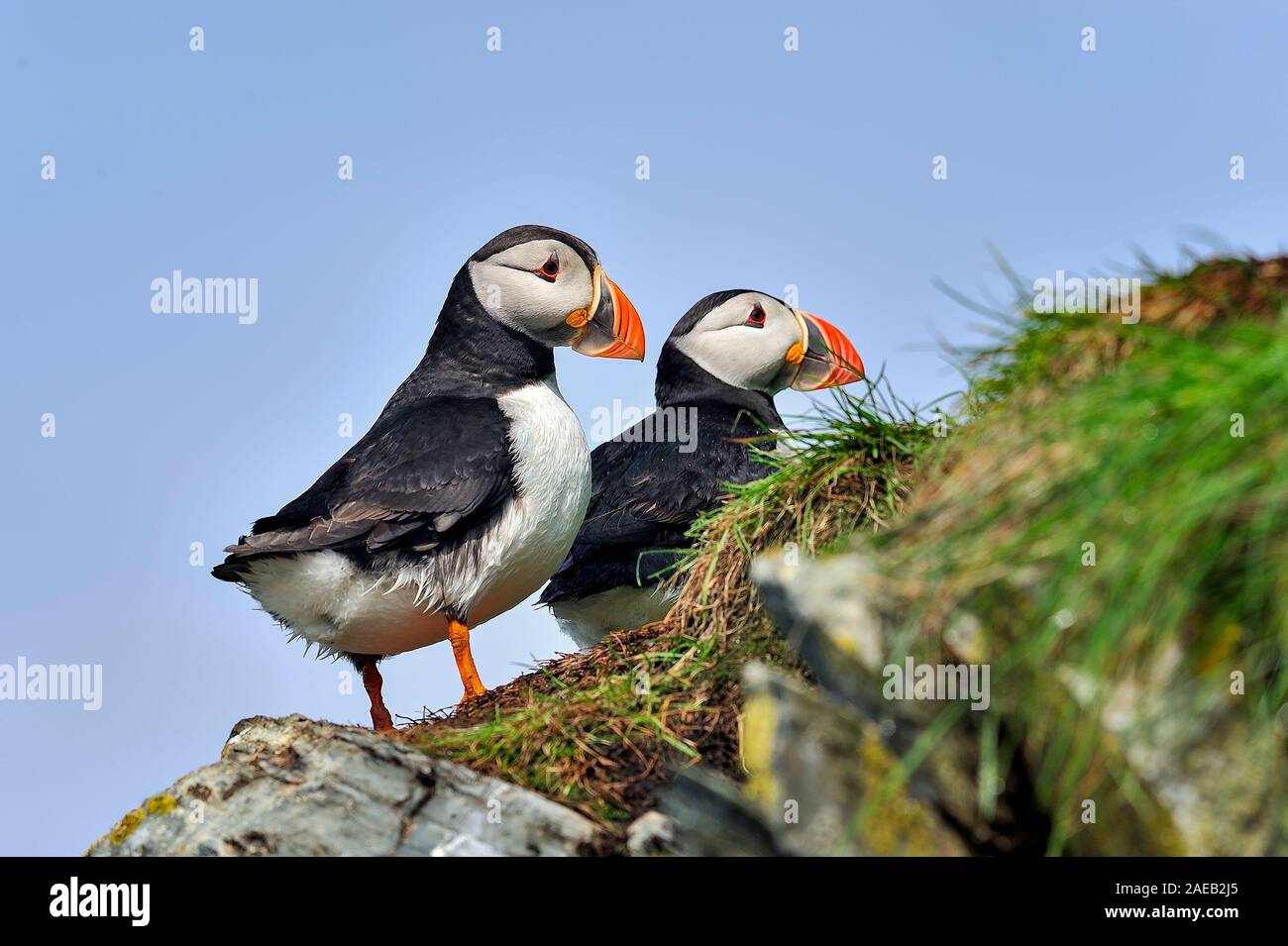 Atlantic i puffini sono in piedi sul bordo della scogliera Foto Stock