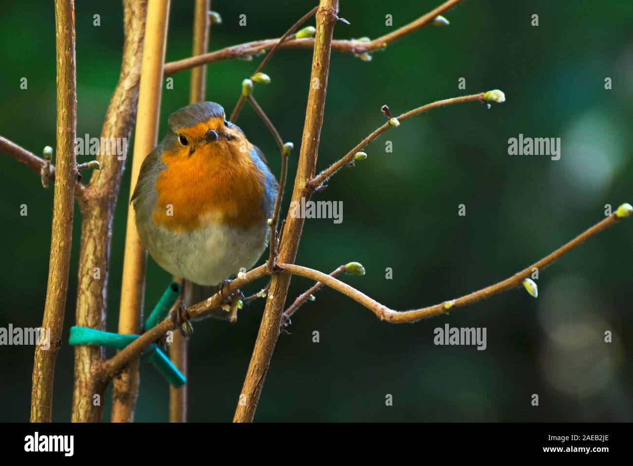 Erithacus rubecula, una piccola comunità di uccelli nativi, qui nelle Alpi. Foto Stock