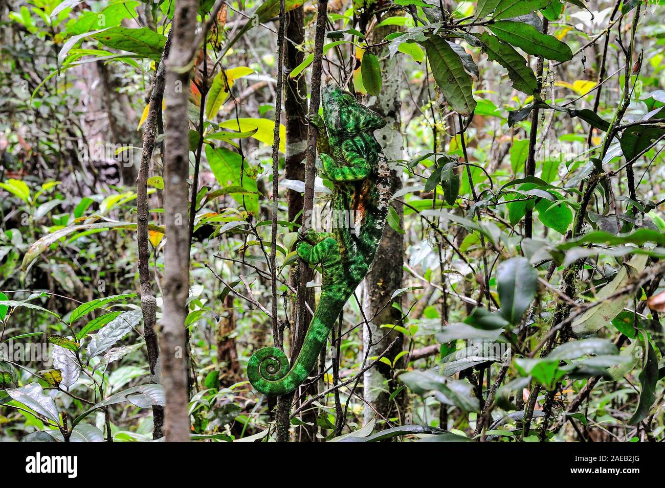 Maestro del travestimento, Parson's camaleonte. Potrebbe individuare questo animale nella foresta di pioggia? Foto Stock