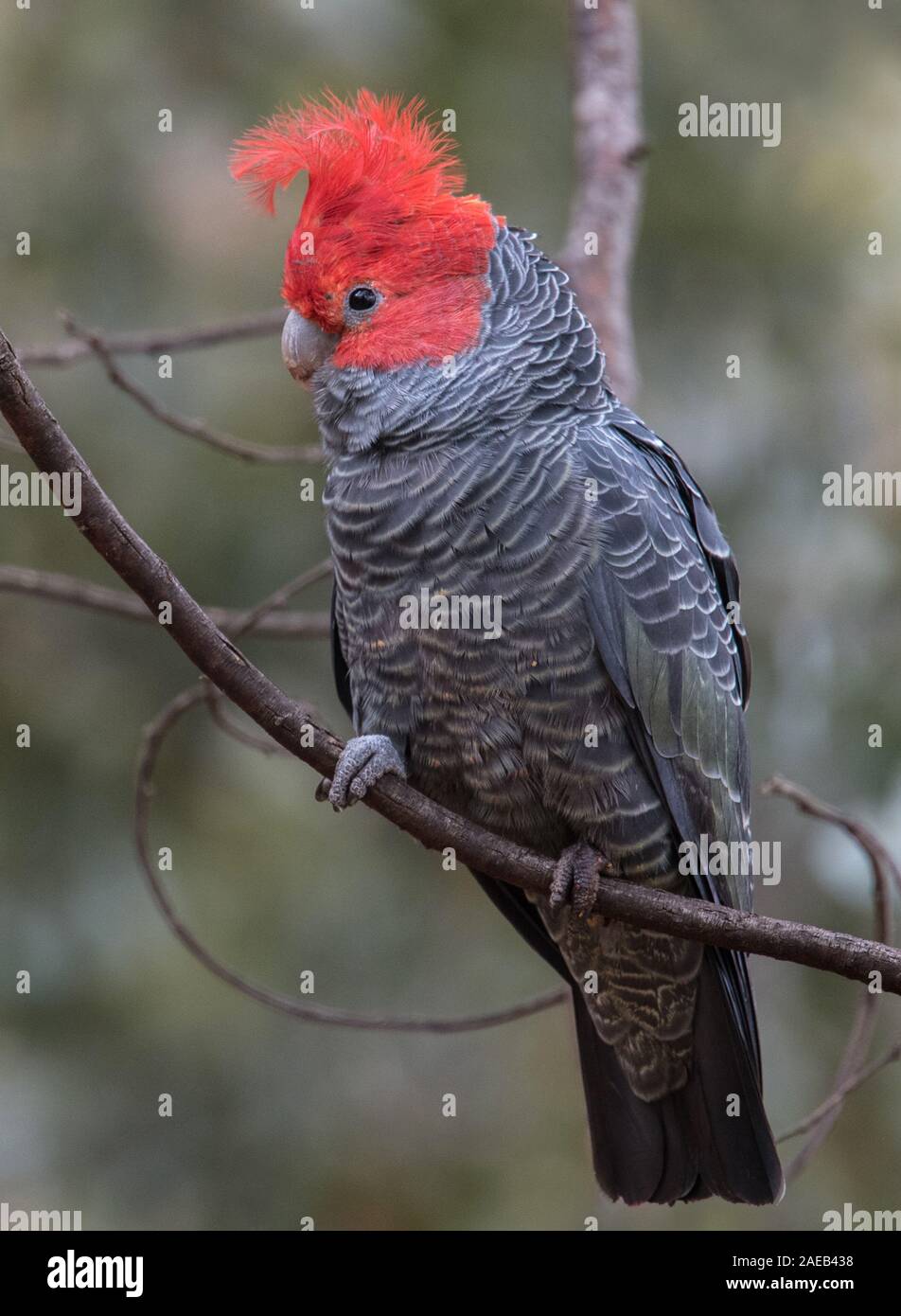 Pista-pista cacatua (Callocephalon fimbriatum) Foto Stock