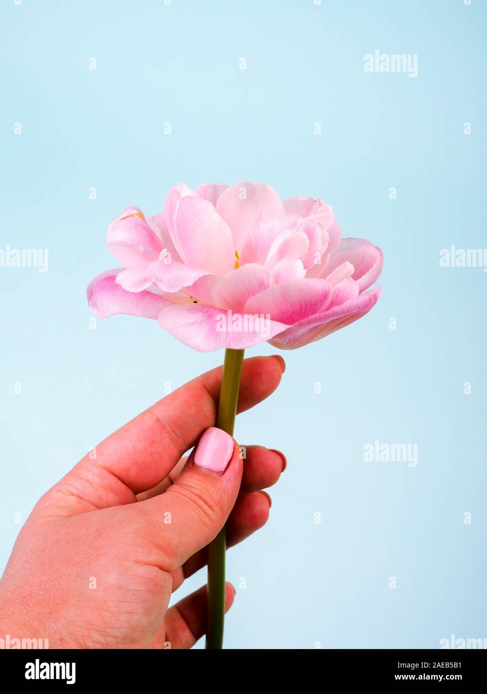 Tulipano rosa con mano. Sfondi di bellezza. Un fiore delicato tra le mani  Foto stock - Alamy