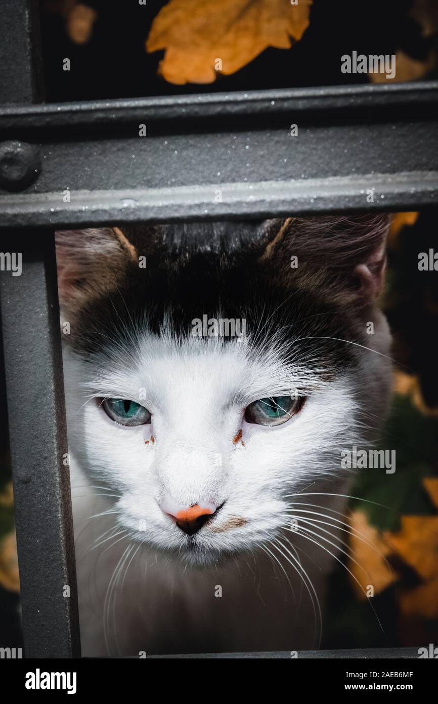 Che bella senzatetto cat in strada di harz Foto Stock