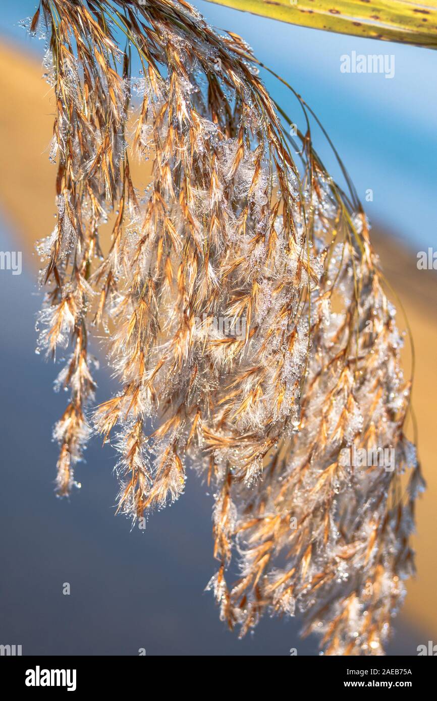 La rugiada su erba secca da neve fusa dal sole di mattina. Foto Stock