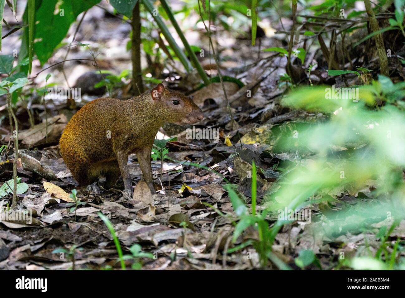 America centrale (agouti Dasyprocta punctata), fotografato in Costa Rica. in giugno Foto Stock