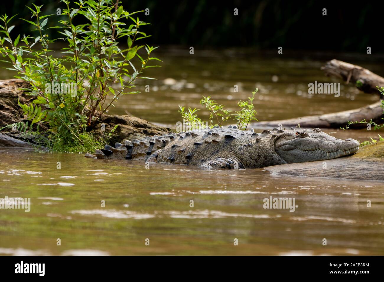 American coccodrilli (Crocodylus acutus) sulla riva del fiume. Fotografato in Costa Rica. Foto Stock