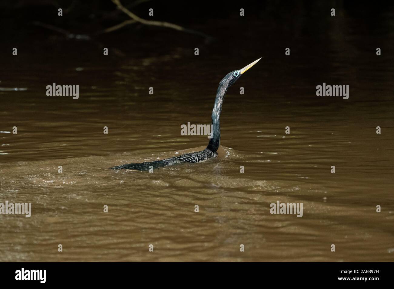 Anhinga (Anhinga anhinga) essiccare le sue piume. Questo uccello è di circa 85 centimetri di lunghezza e ha un'apertura alare di 117 centimetri. Si tratta di piume non sono wa Foto Stock