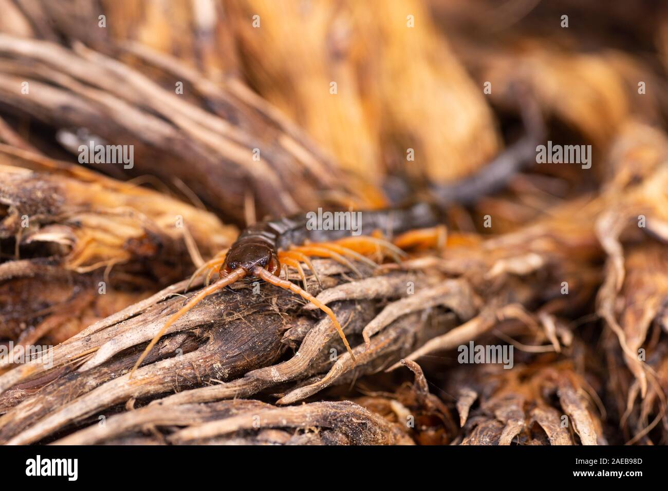 Nord Borneo foresta pluviale centipede rain forest wildlife chilopoda giftig gifttier Foto Stock