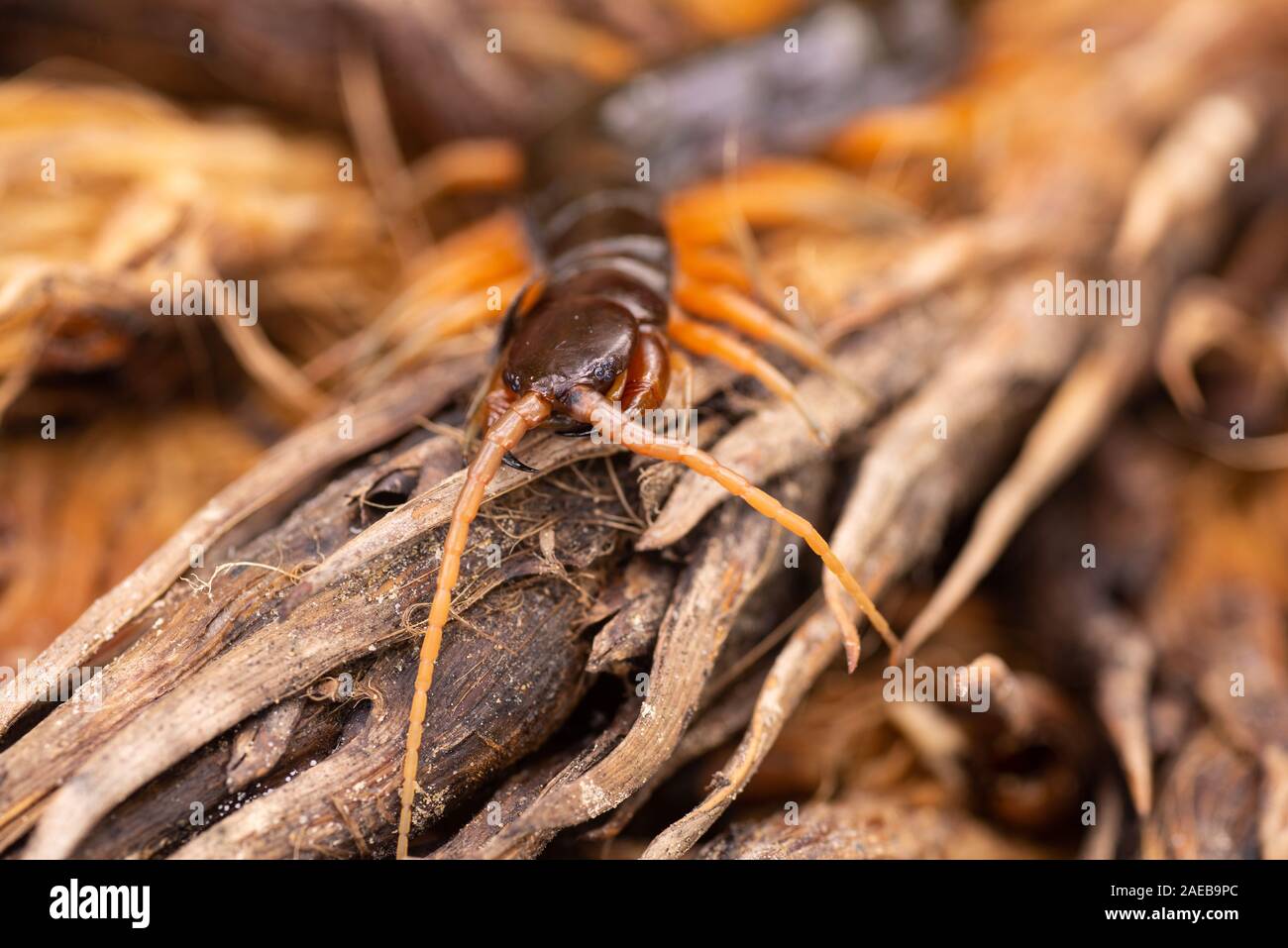 Nord Borneo foresta pluviale centipede rain forest wildlife chilopoda giftig gifttier Foto Stock