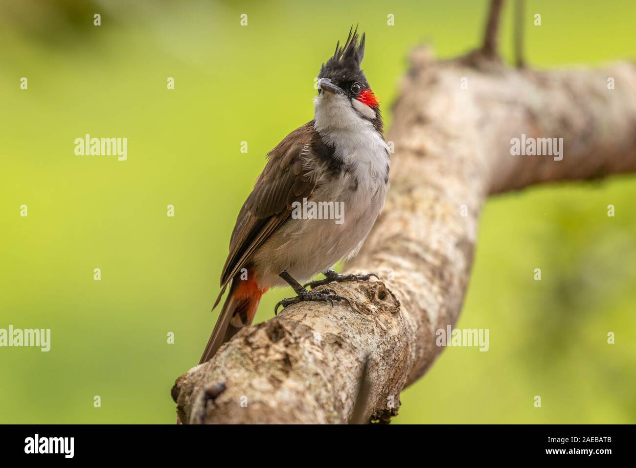 Rosso-whiskered bulbul (Pycnonotus jocosus) seduto sul ramo, sfondo verde, Mauritius. Foto Stock