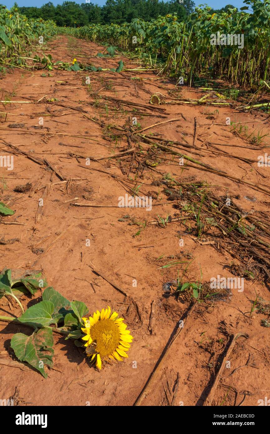 Un percorso di distruzione attraverso un campo di semi di girasole. Foto Stock