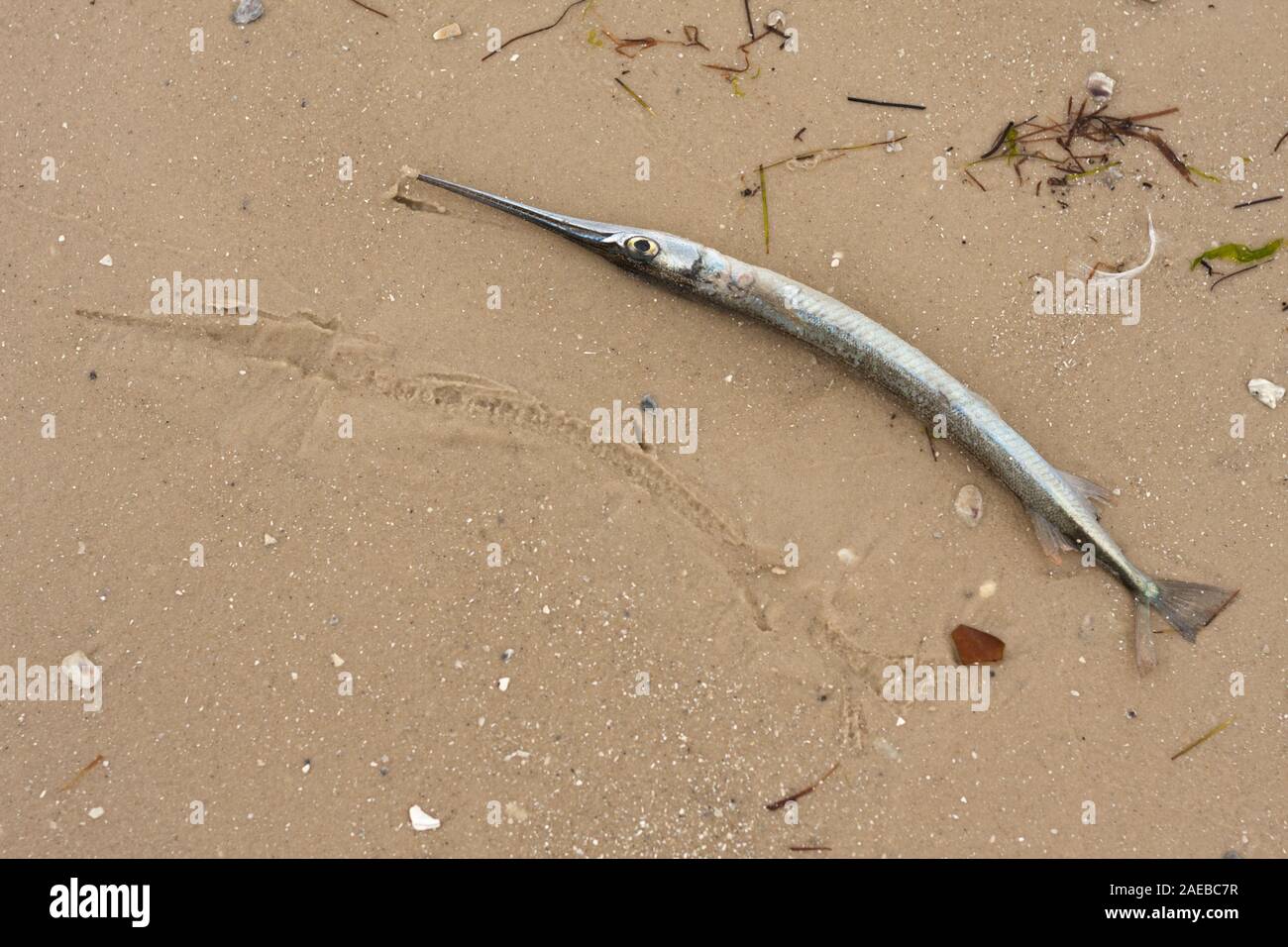 Un morto needlefish si è incagliata nella baia di Tampa, Florida. Foto Stock