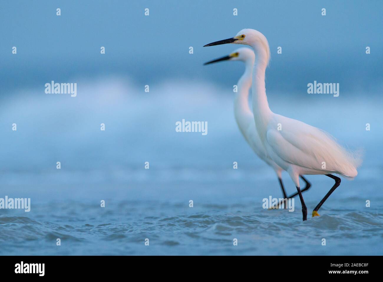 Una coppia di Snowy Egrets in piedi al surf. Foto Stock