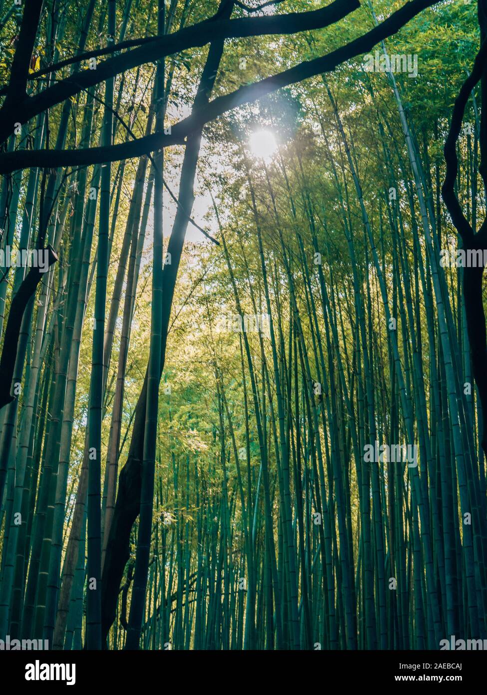 Famosa Foresta di Bamboo a Kyoto Foto Stock