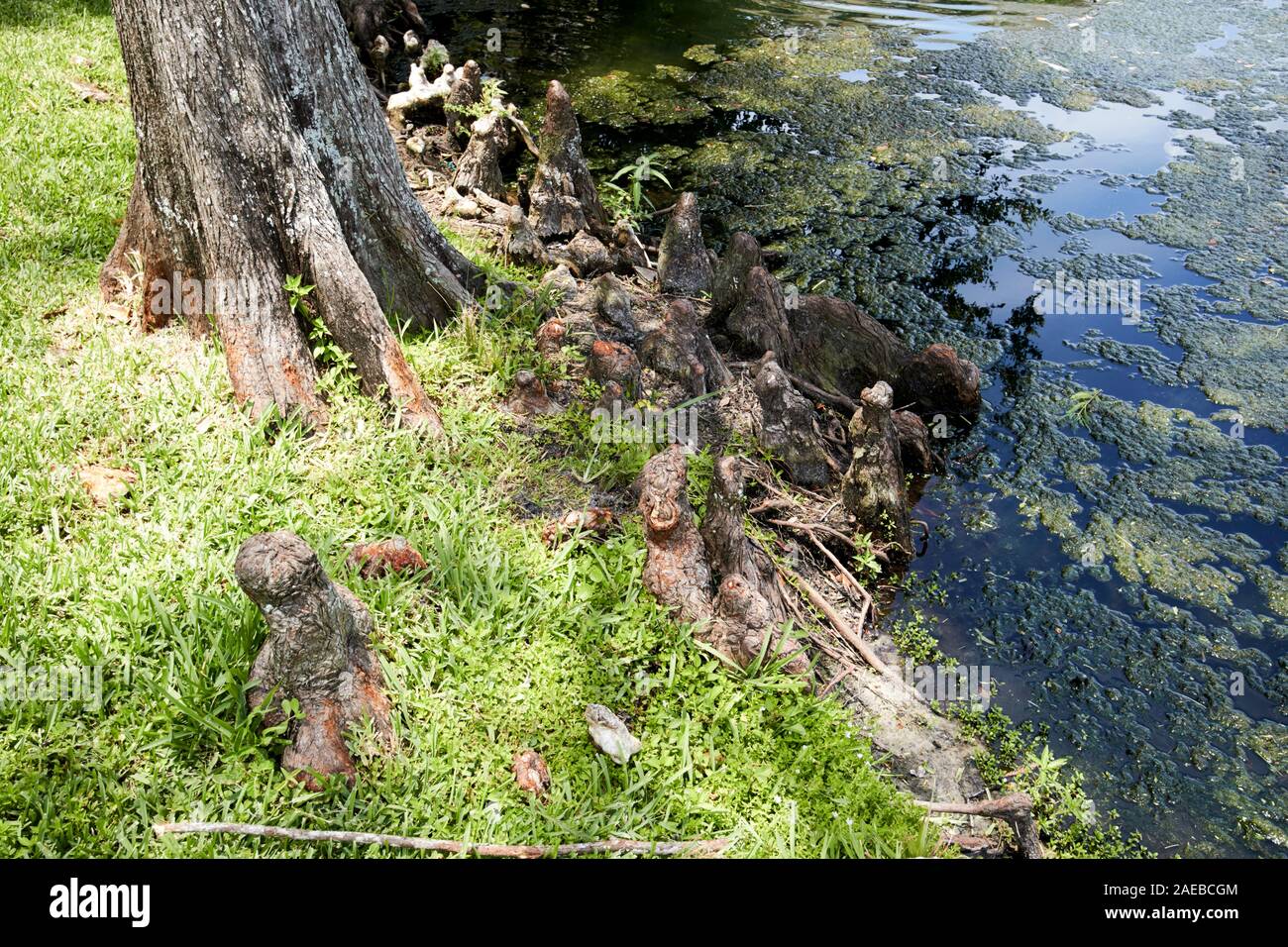 Le radici della palude cypress in prossimità di acqua che mostra le ginocchia o pneumatofori sopra di terra kissimmee florida usa Foto Stock