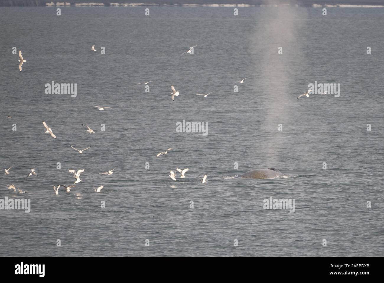 La balenottera azzurra (Balaenoptera musculus) nelle acque delle isole Svalbard Artico Norvegia Foto Stock