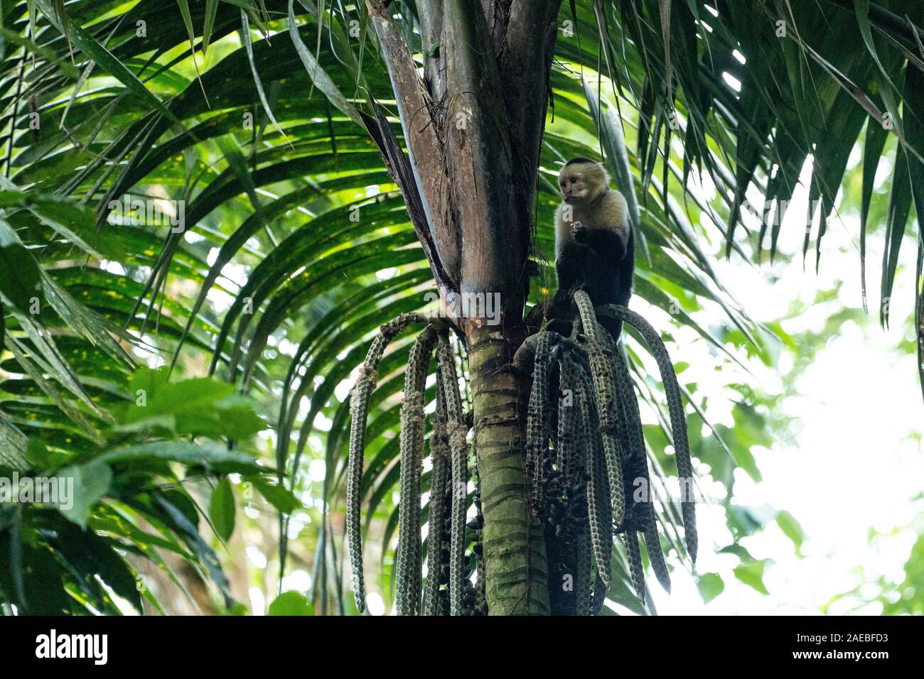 Il colombiano di fronte bianco-cappuccino (Cebus capucinus), noto anche come il colombiano bianco-testa o cappuccino bianco colombiano-throated cappuccini, è una med Foto Stock