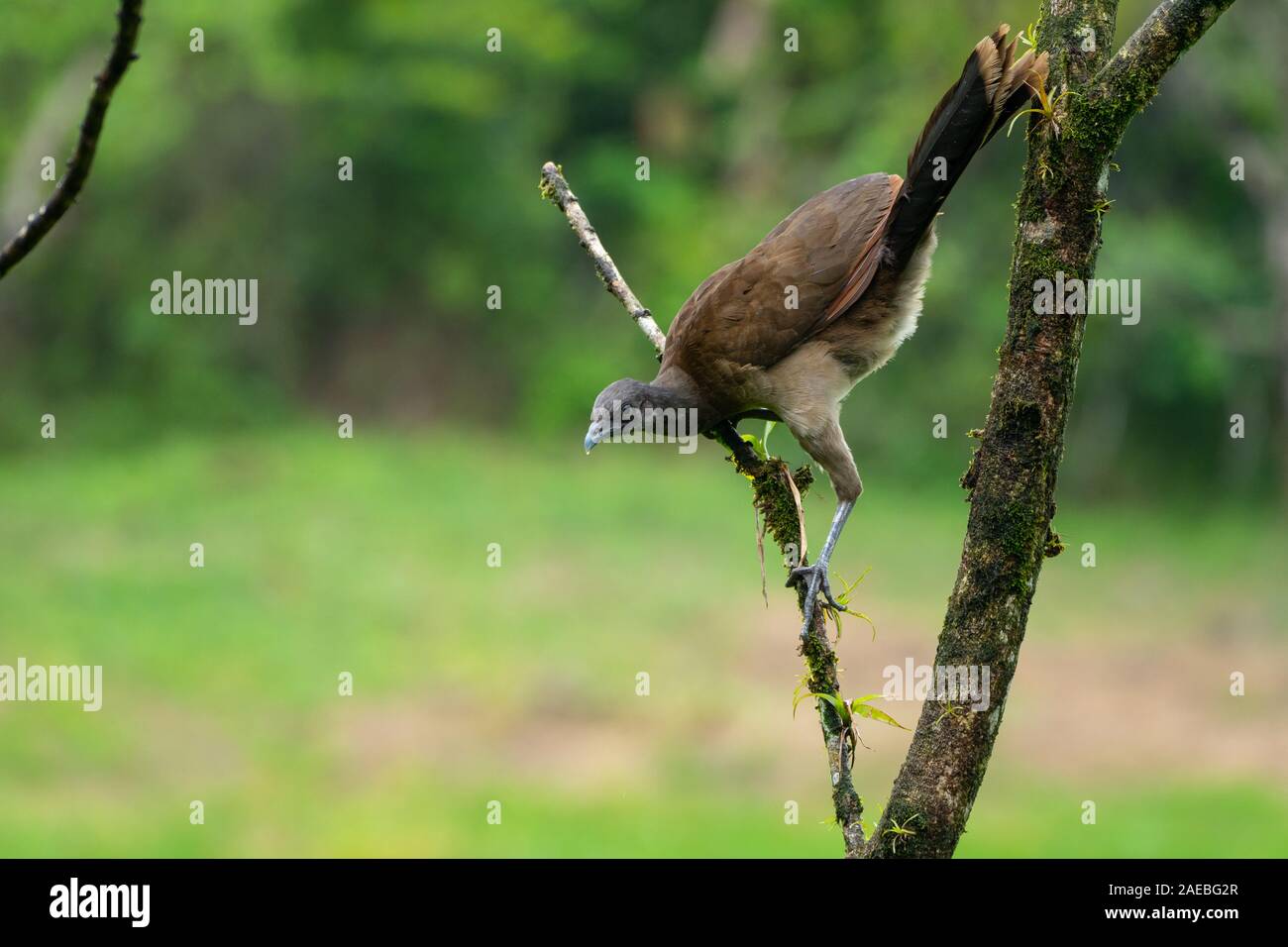 A testa grigia (chachalaca Ortalis cinereiceps) una specie arboree, trovati nelle foreste pluviali. Fotografato in Costa Rican rainforest Foto Stock