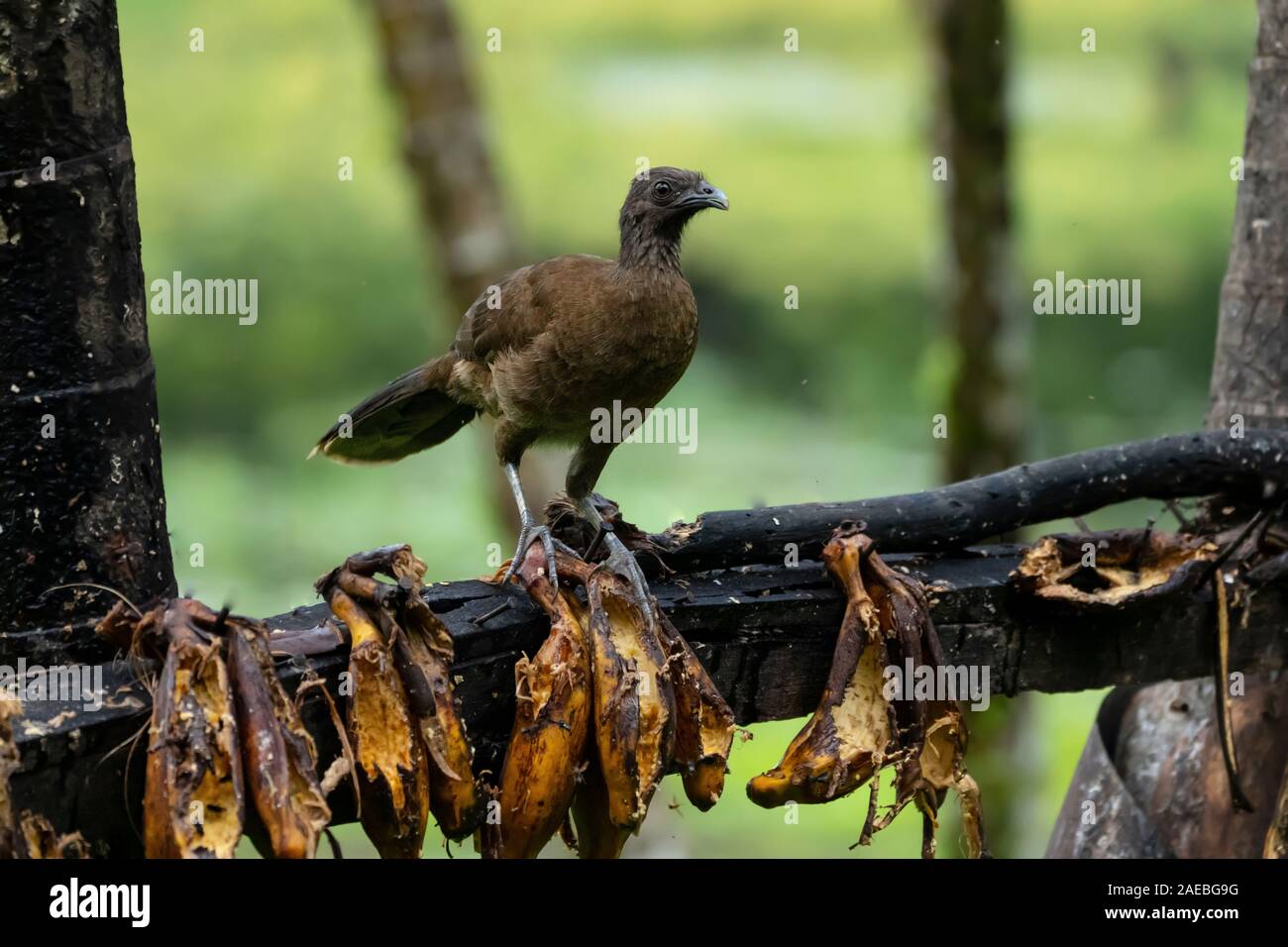 A testa grigia (chachalaca Ortalis cinereiceps) una specie arboree, trovati nelle foreste pluviali. Fotografato in Costa Rican rainforest Foto Stock