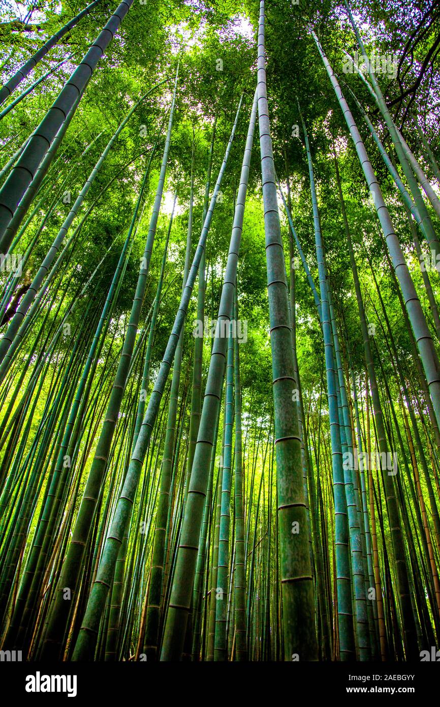 Foresta di bambù di Arashiyama, Kyoto, Giappone Foto Stock