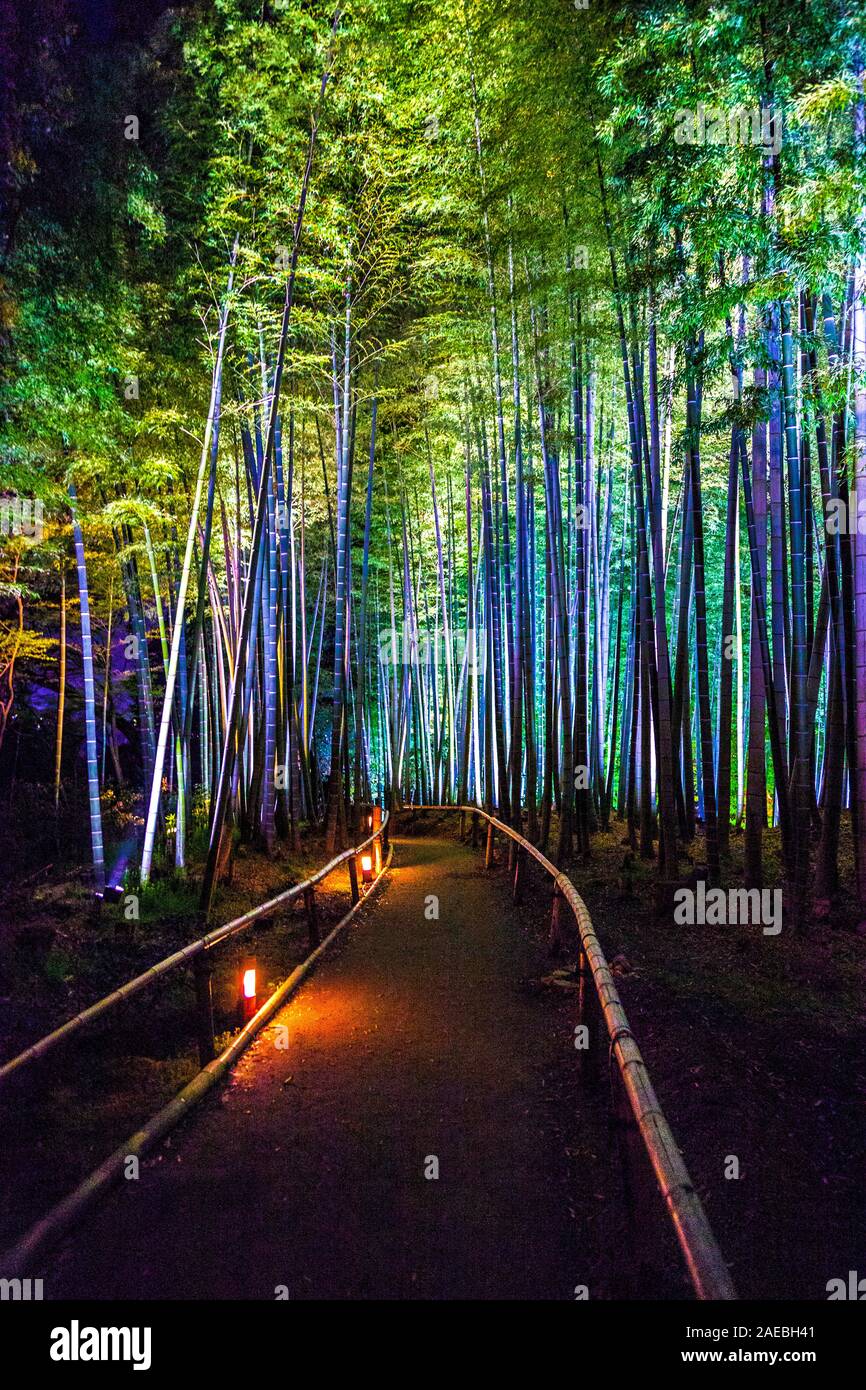 Boschetto di bambù illuminato di notte a Kodai-ji, Kyoto, Giappone Foto Stock