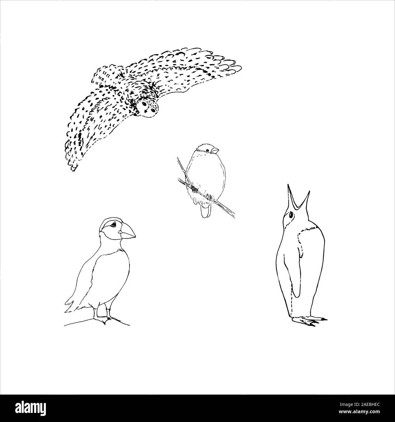 Set di northern inverno Uccelli: owl, bullfinch, puffini, pinguino. Contorno nero su sfondo bianco. Immagine può essere utilizzato in biglietti di auguri, poster, volantini, banner, logo, ulteriore disegno etc. Illustrazione Vettoriale. EPS10 Illustrazione Vettoriale
