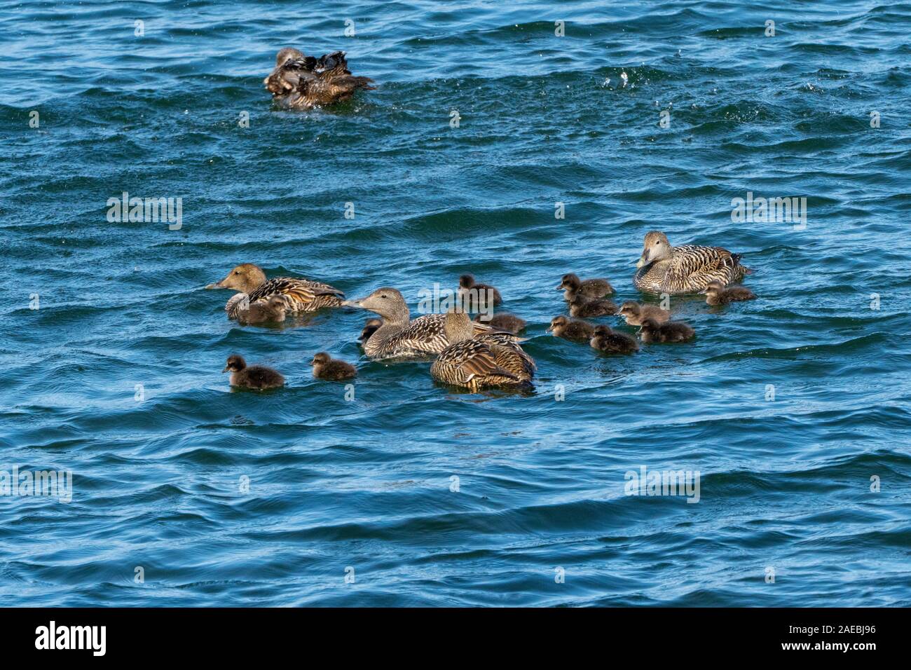 Comune femmina eider duck (Somateria mollissima) con pulcini. Questo duck è trovato sopra le coste settentrionali dell'Europa, Nord America e Siberia Orientale. Foto Stock