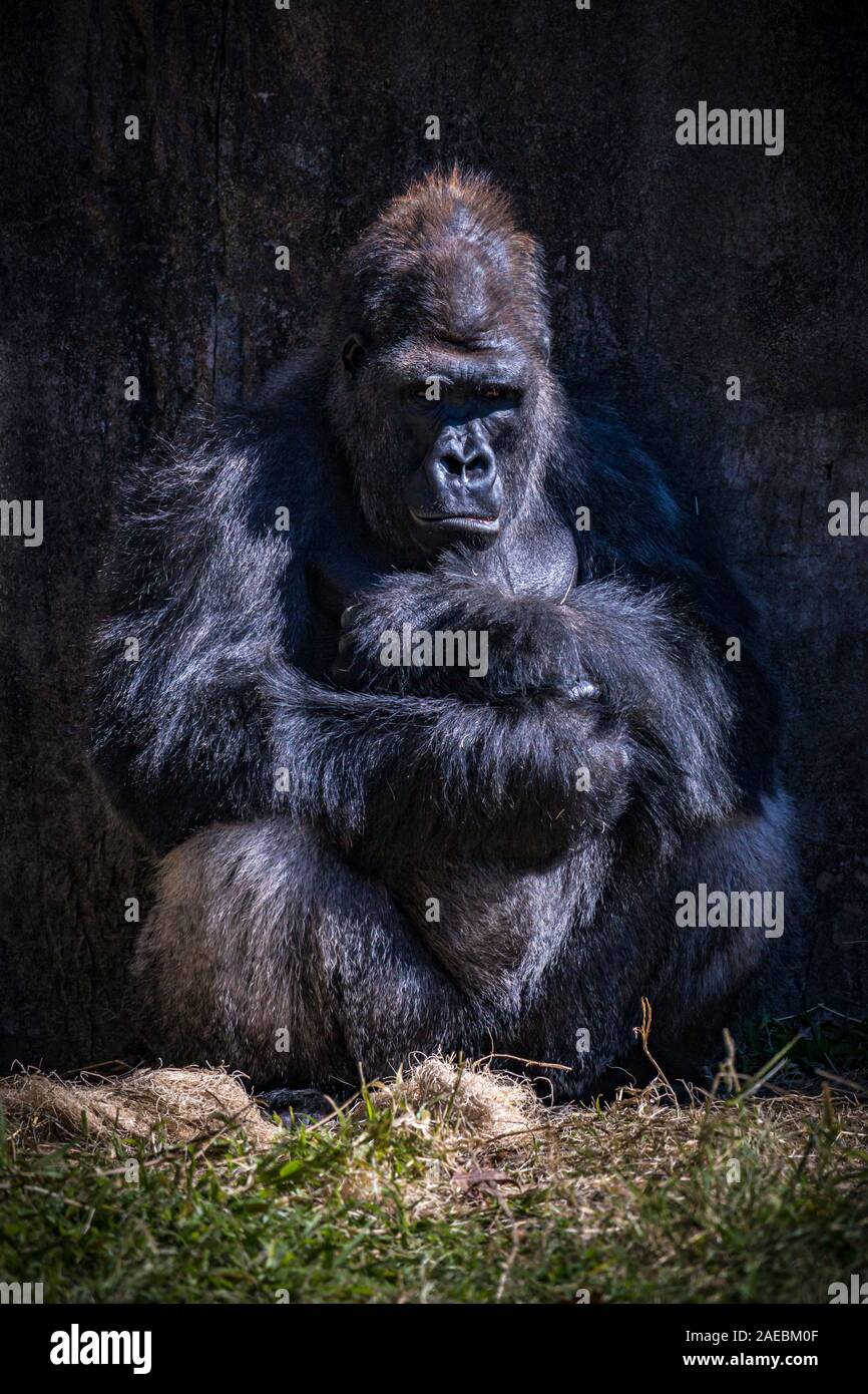 Western pianura gorilla all'Audubon Zoo di New Orleans, Louisiana Foto Stock