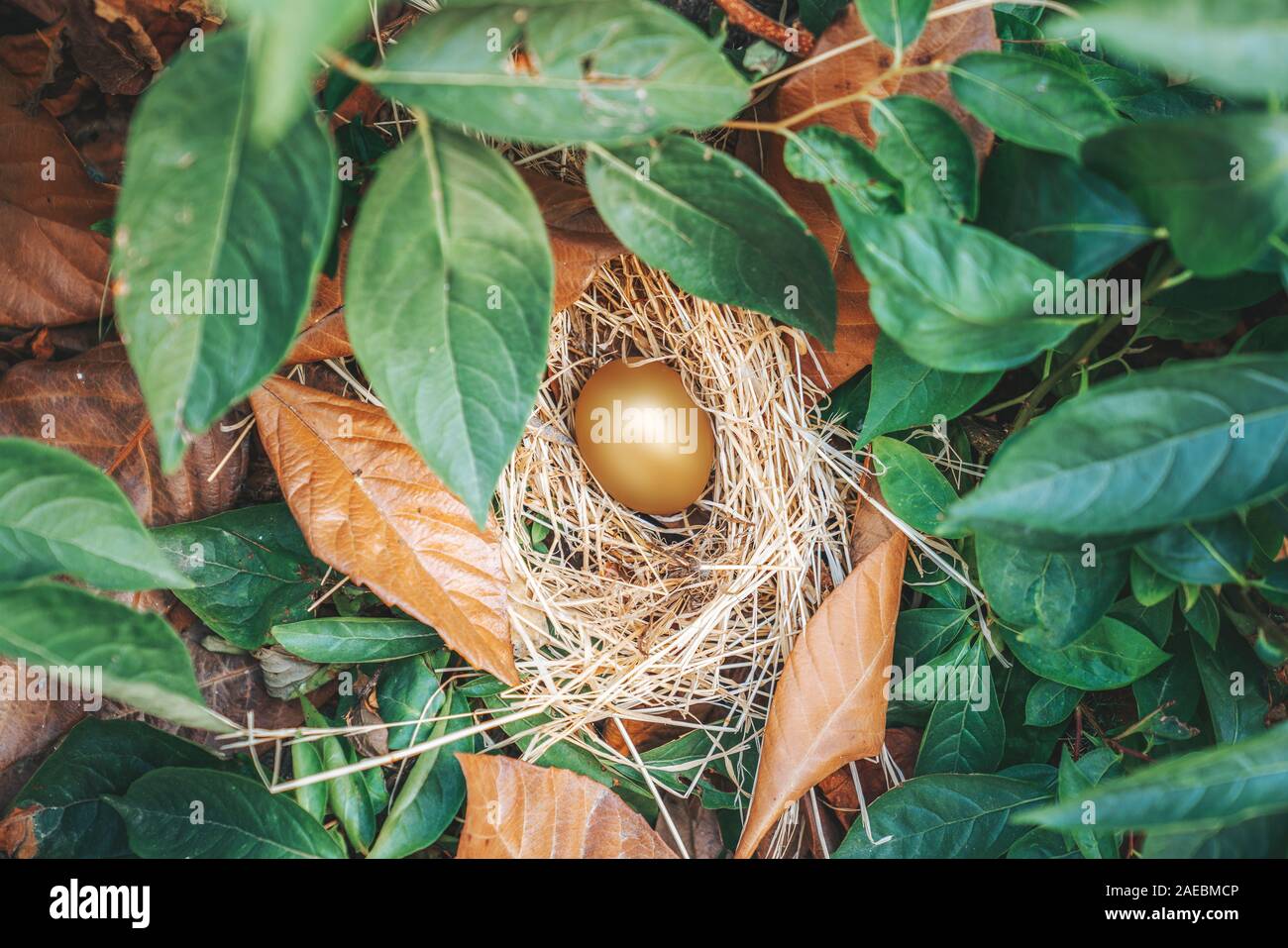 Unico e prezioso uovo dorato con nido su verde e foglie secche. Foto Stock