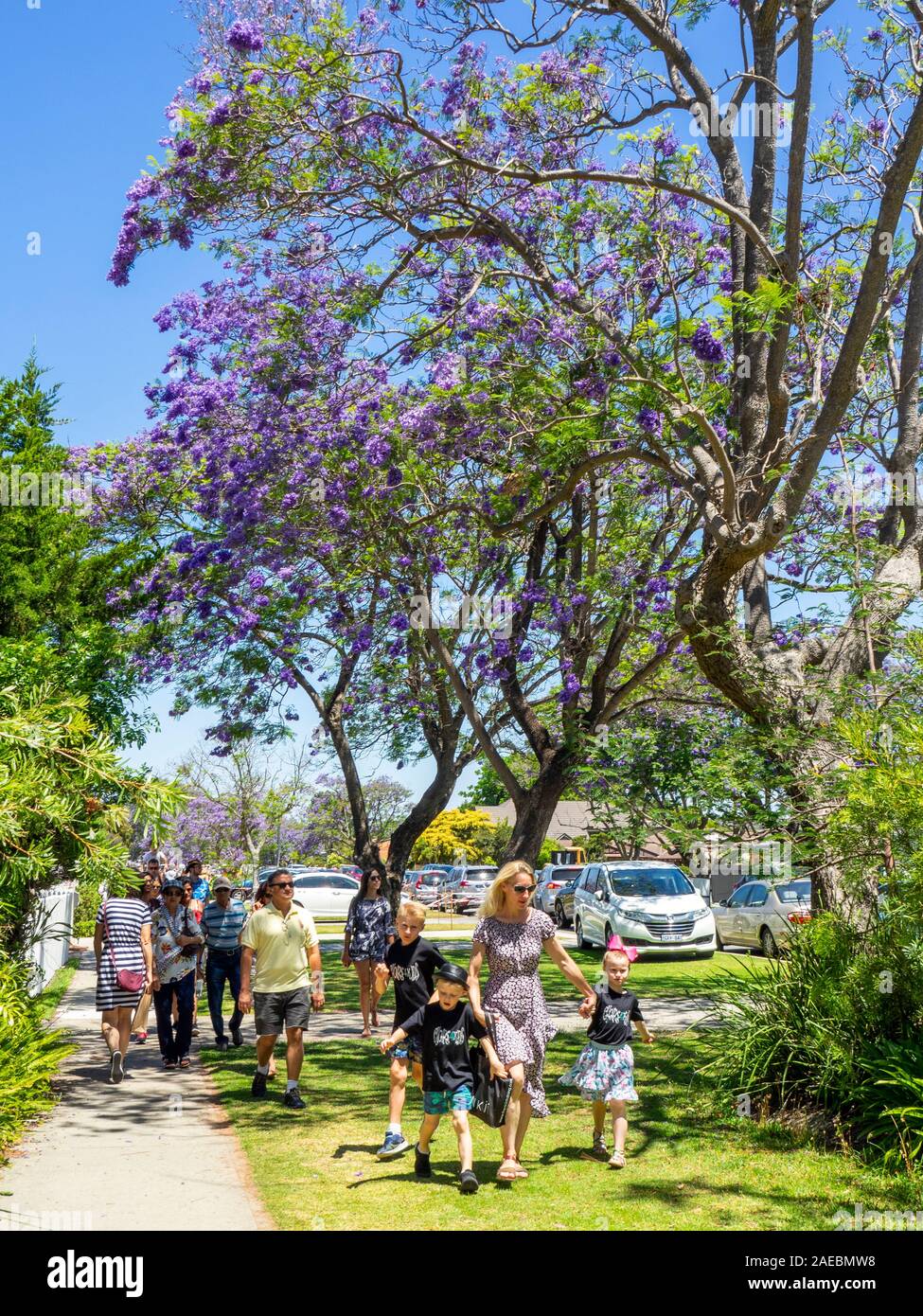 Alberi di jacaranda in piena fioritura a Ardross St Applecross Perth Western Australia. Foto Stock