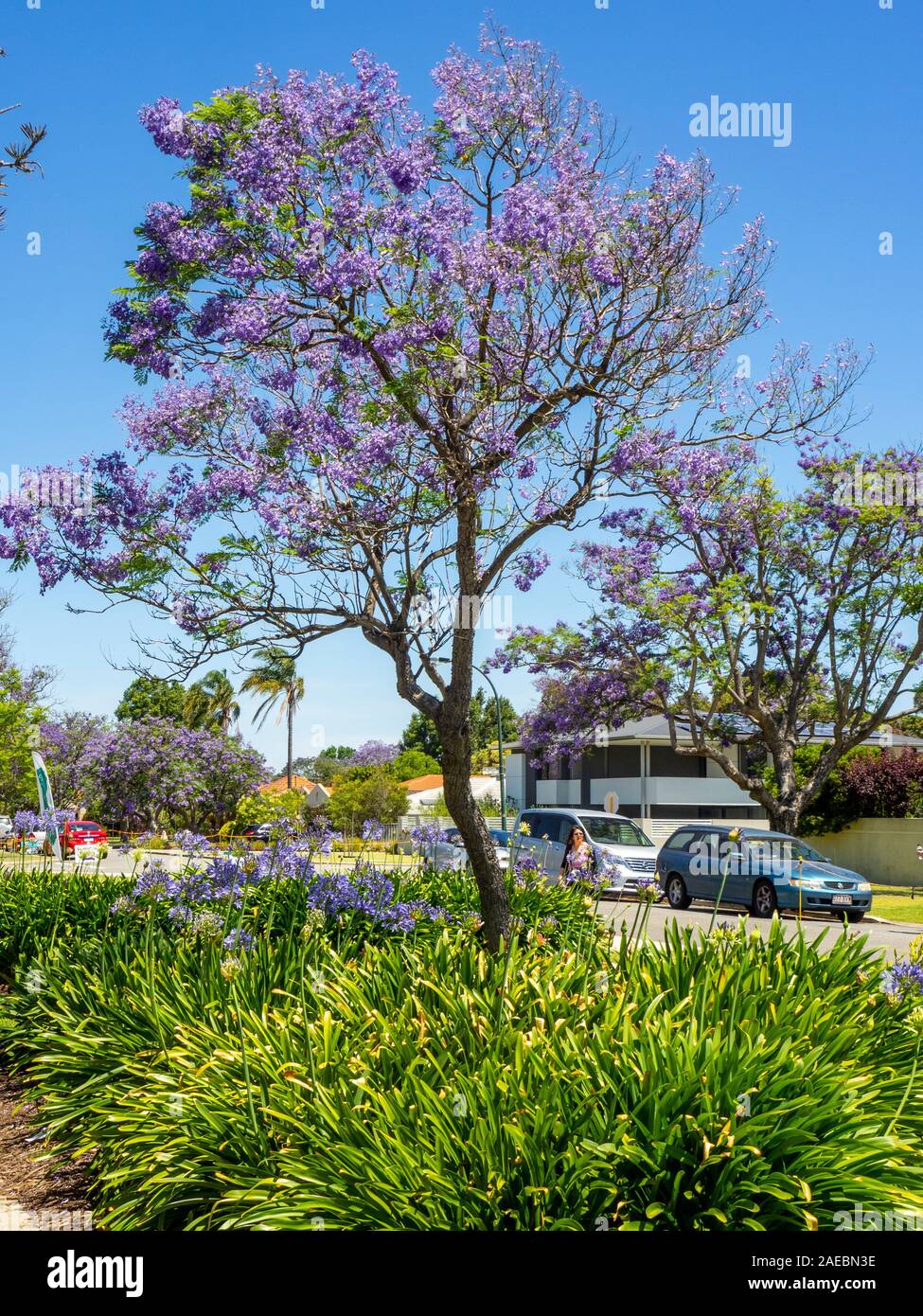 Agapanthus e alberi di jacaranda in piena fioritura a Ardross St Applecross Perth Western Australia. Foto Stock