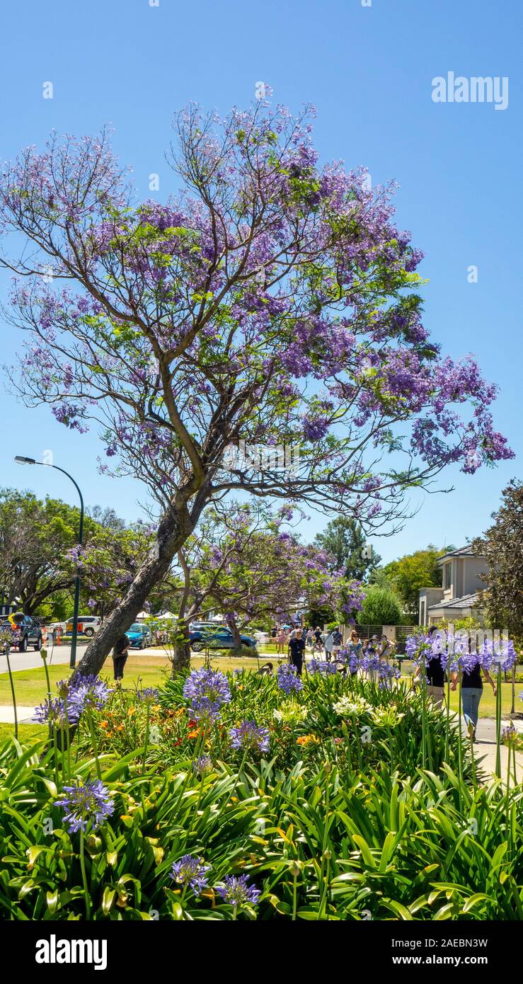 Agapanthus e alberi di jacaranda in piena fioritura a Ardross St Applecross Perth Western Australia. Foto Stock