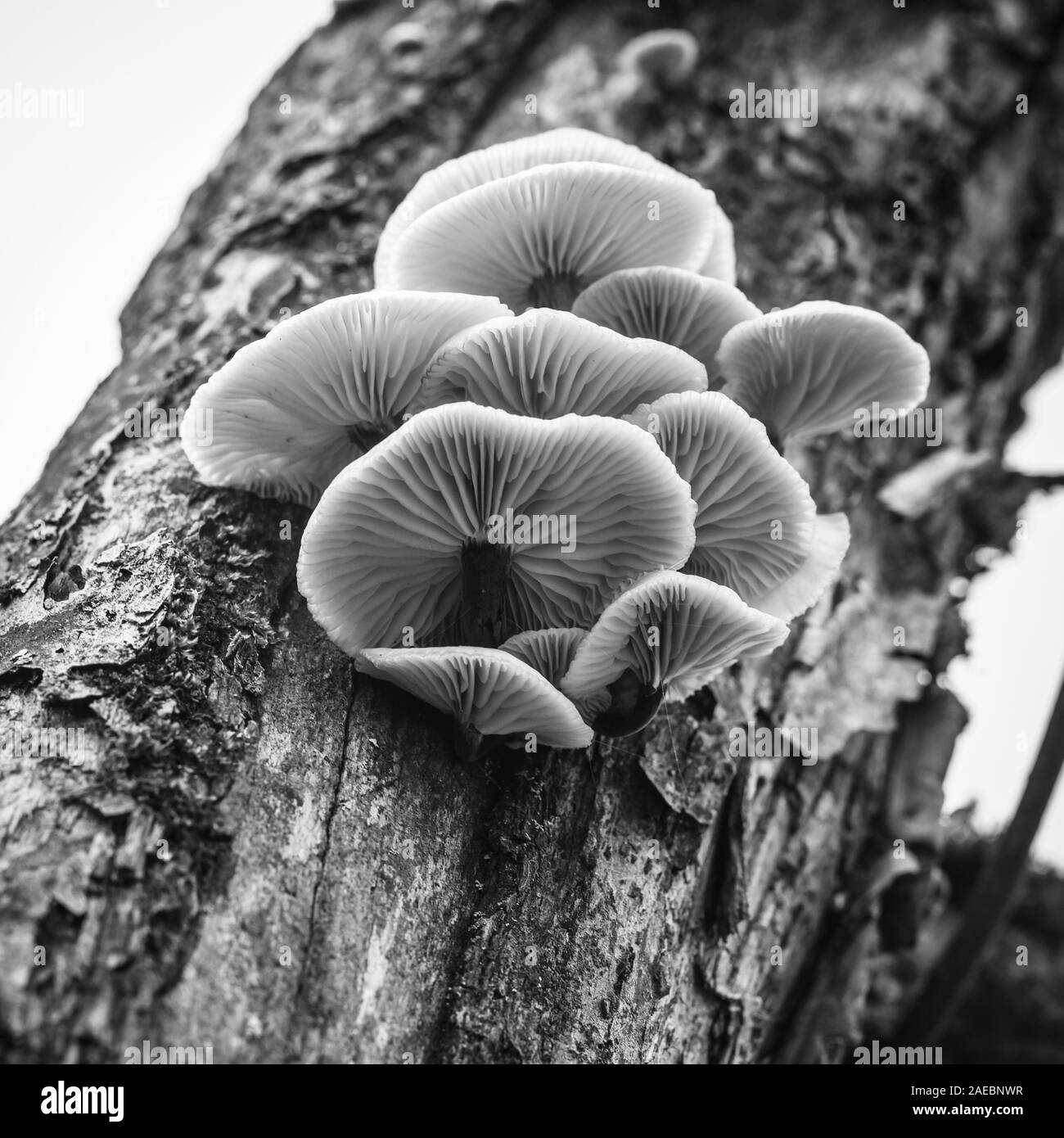 Crescono i funghi su un albero trump, close-up foto in bianco e nero con il fuoco selettivo Foto Stock